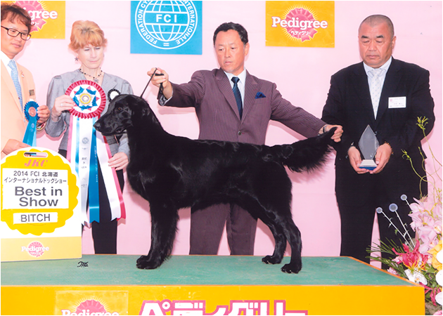 北海道インターナショナルドッグショー Best in Show 獲得